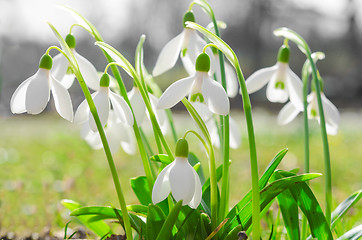 Image showing First spring flowers backlit snowdrops on sunshine Alpine glade