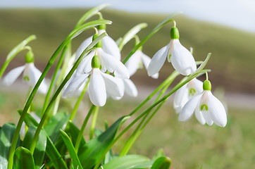 Image showing Gentle and fragile first springtime tender snowdrops flowers