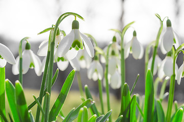 Image showing Sunlit beautiful blossom of snowdrops or galanthus on Alps glade