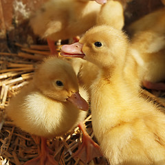 Image showing Ducklings on the straw