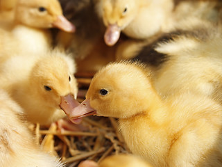 Image showing Ducklings group on the straw