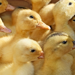 Image showing Many small ducklings