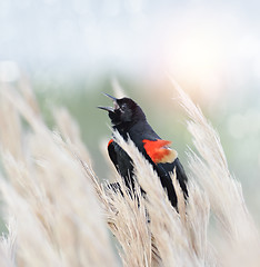 Image showing Red Winged Blackbird