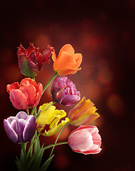 Image showing Tulips On Dark Background