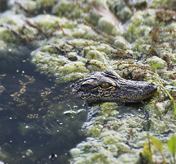 Image showing Baby Alligator