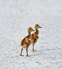 Image showing Sandhill Crane Chicks 