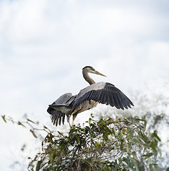 Image showing Great Blue Heron