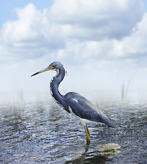 Image showing Tricolored Heron