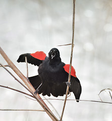 Image showing Singing Red Wing Blackbird