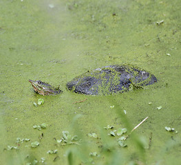 Image showing Florida Soft Shell Turtle