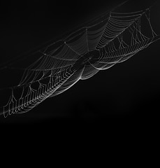 Image showing Spider Web