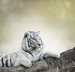 Image showing White Tiger