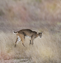 Image showing  Young Bobcat