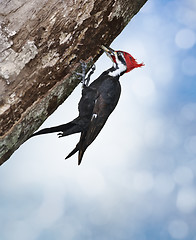 Image showing Pileated Woodpecker