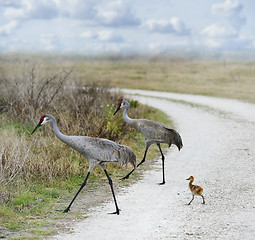 Image showing Sandhill Cranes Family