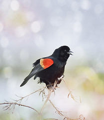 Image showing Singing Red Wing Blackbird