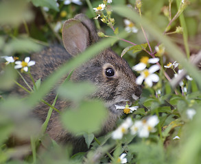 Image showing Wild Rabbit