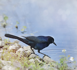 Image showing Blackbird