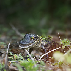 Image showing Baby Alligator