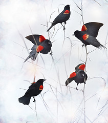 Image showing Red Winged Blackbirds