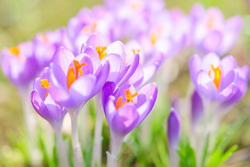 Image showing Fragile and gentle violet crocus spring flowers