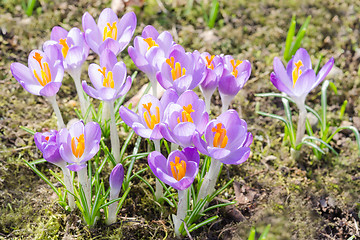 Image showing Spring crocuses flowers on sunshine meadow