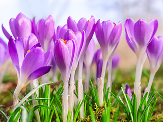 Image showing Beautiful spring blooming purple crocus flowers