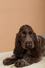 Image showing portrait of english cocker spaniel