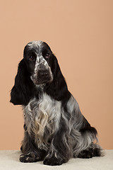 Image showing portrait of english cocker spaniel