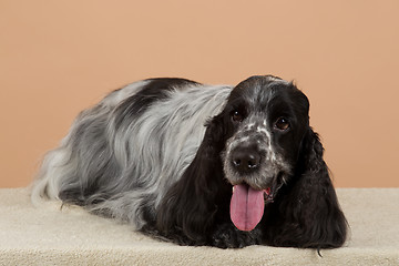 Image showing portrait of english cocker spaniel