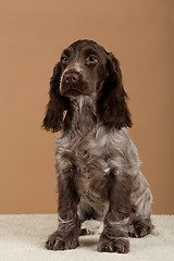 Image showing portrait of english cocker spaniel