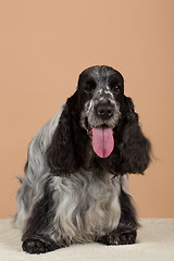 Image showing portrait of english cocker spaniel