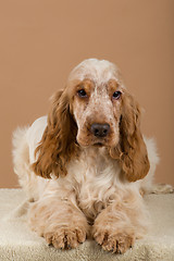 Image showing portrait of english cocker spaniel