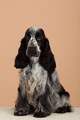 Image showing portrait of english cocker spaniel