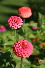 Image showing Zinnia