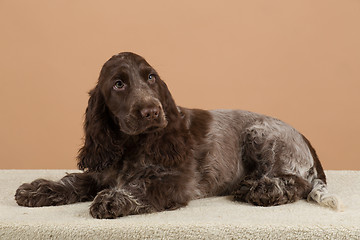 Image showing portrait of english cocker spaniel