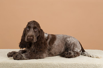 Image showing portrait of english cocker spaniel