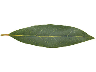 Image showing Laurel Bay tree leaf isolated