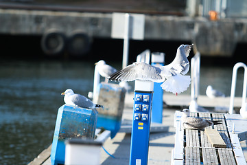 Image showing Sea Gulls