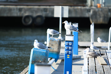 Image showing Sea Gulls