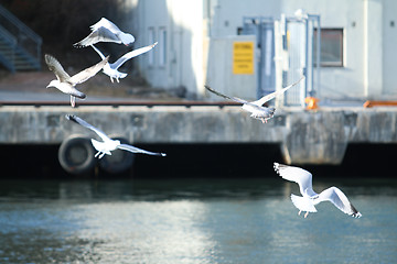 Image showing Sea Gulls