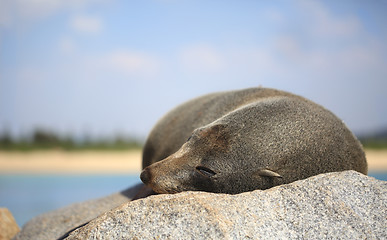 Image showing Sleepy Fur Seal