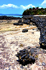 Image showing andilana  seaweed in indian ocean   rock