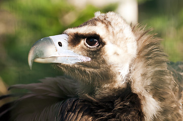 Image showing Vulture