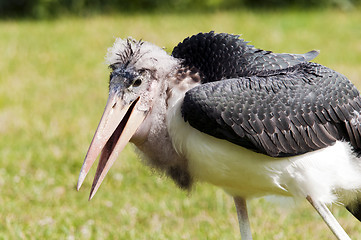 Image showing Marabou stork