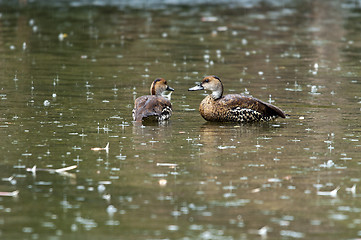 Image showing Two ducks