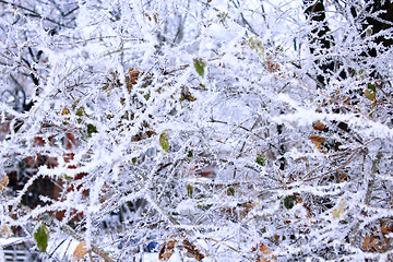 Image showing fabulous hoarfrost on the trees