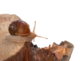 Image showing Little snail on pine-tree stump. Isolated on white background