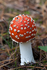 Image showing Red amanita muscaria mushroom