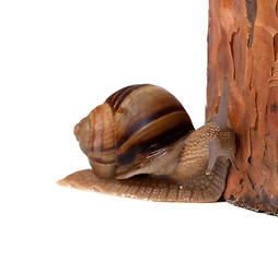 Image showing Snail and pine tree